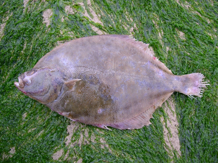 Platichthys flesus (Linnaeus, 1758) Platichthys flesus (Linnaeus, 1758)