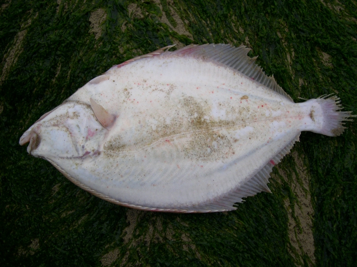 Platichthys flesus (Linnaeus, 1758) Platichthys flesus (Linnaeus, 1758)