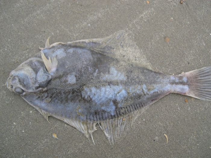 Platichthys flesus (Linnaeus, 1758) Platichthys flesus (Linnaeus, 1758)