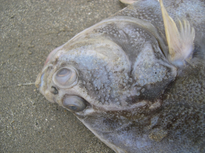 Platichthys flesus (Linnaeus, 1758) Platichthys flesus (Linnaeus, 1758)