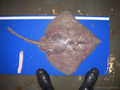 Bathyraja spinicauda - spinytail skate