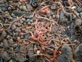 Myriapoda (myriapods)