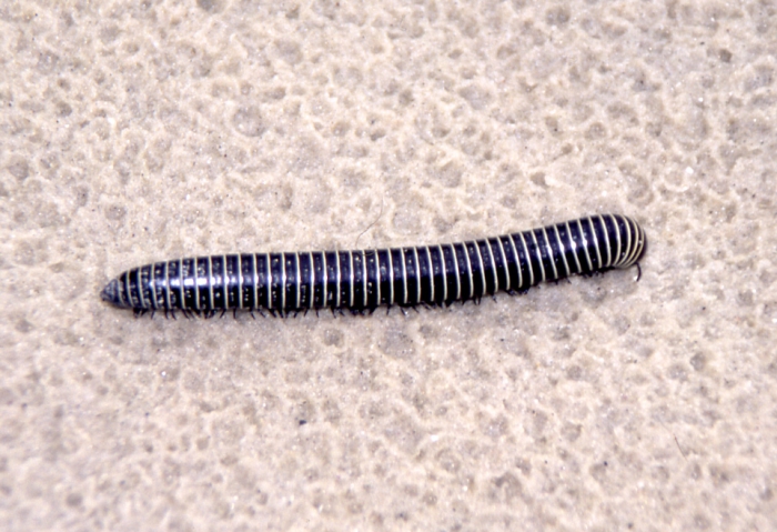 Millipede marching across a beach, Brazil (Paul Selden)