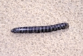 Myriapoda (myriapods)