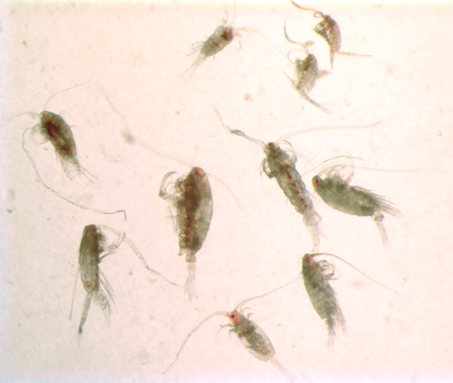 Calanoida copepods