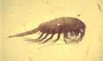 Mesozooplankton