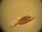 Mesozooplankton