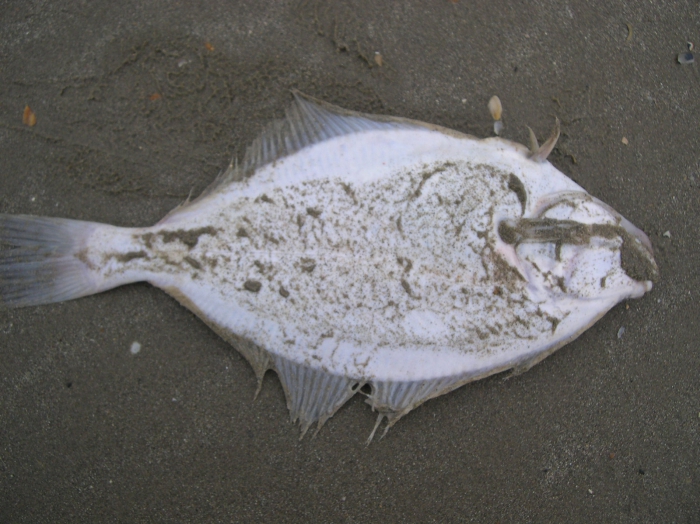 Platichthys flesus (Linnaeus, 1758) Platichthys flesus (Linnaeus, 1758)