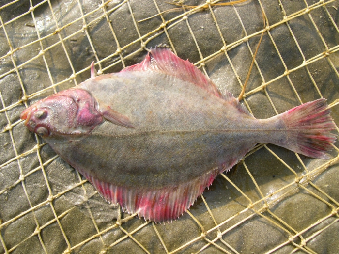 Platichthys flesus (Linnaeus, 1758) Platichthys flesus (Linnaeus, 1758)