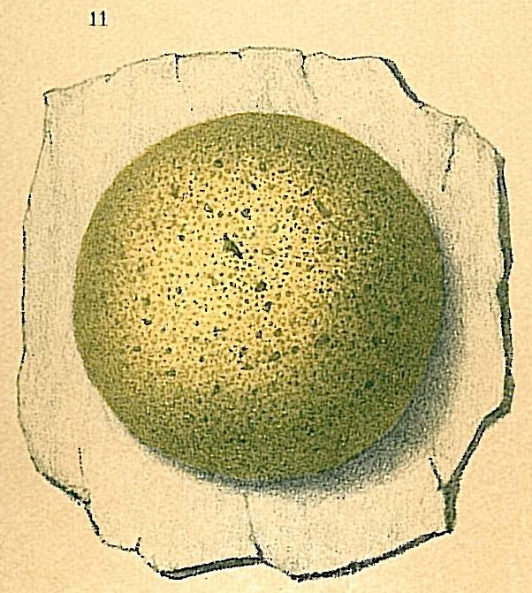 Hemisphaerammina bradyi Hemisphaerammina bradyi