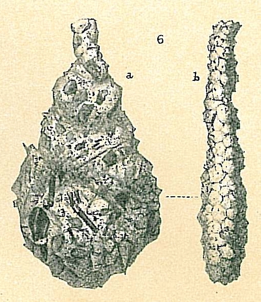 Lagenammina ampullacea Lagenammina ampullacea