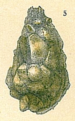 Lagenammina arenulata Lagenammina arenulata