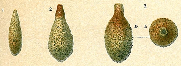 Lagenammina difflugiformis Lagenammina difflugiformis