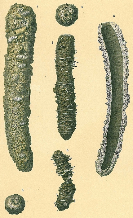 Pelosina cylindrica Pelosina cylindrica