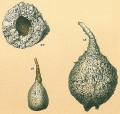 Chromista - Foraminifera (foraminifers)