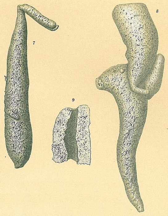 Pelosina variabilis Pelosina variabilis