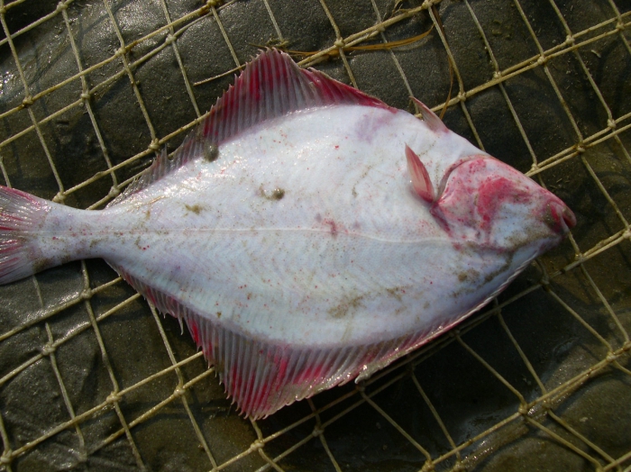 Platichthys flesus (Linnaeus, 1758) Platichthys flesus (Linnaeus, 1758)