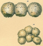 Chromista - Foraminifera (foraminifers)