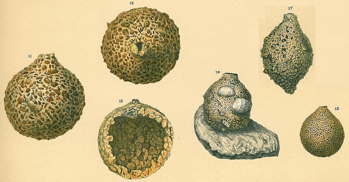 Saccammina sphaerica Saccammina sphaerica