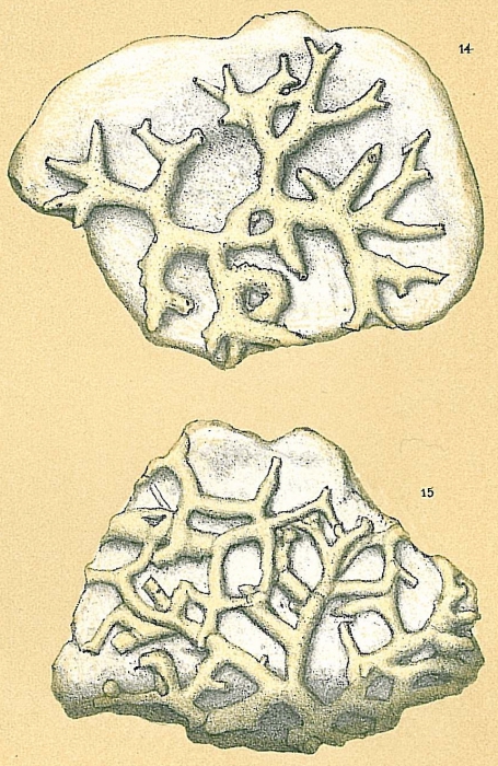 Sagenina frondescens