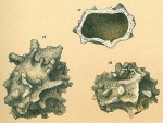 Storthosphaera albida