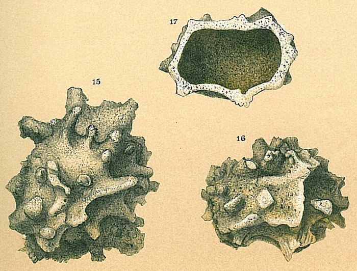 Storthosphaera albida Storthosphaera albida