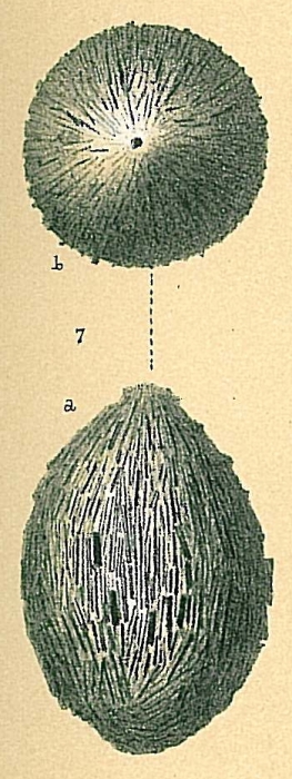 Technitella Bradyi Earland, 1934 Technitella melo sensu Brady (1884) Jones (1994) 