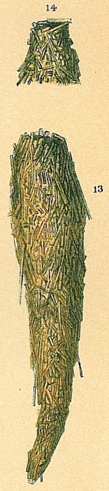 Technitella raphanus Technitella raphanus