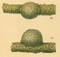 Chromista - Foraminifera (foraminifers)