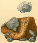 Tholosina vesicularis