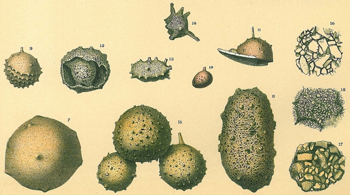 Thurammina papillata Thurammina papillata