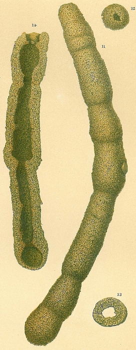 Archimerismus subnodosus Archimerismus subnodosus