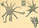 Astrorhiza limicola
