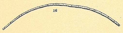 Bathysiphon capillare