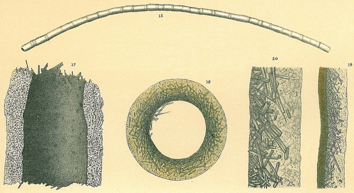 Bathysiphon filiformis Bathysiphon filiformis