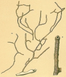 Dendrophrya arborescens