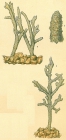 Dendrophrya erecta