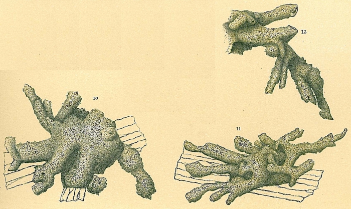 Dendrophrya radiata Dendrophrya radiata