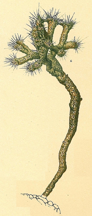 Halyphysema ramulosa Halyphysema ramulosa