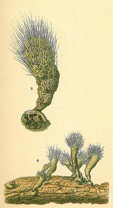 Halyphysema tumanowiczii Halyphysema tumanowiczii