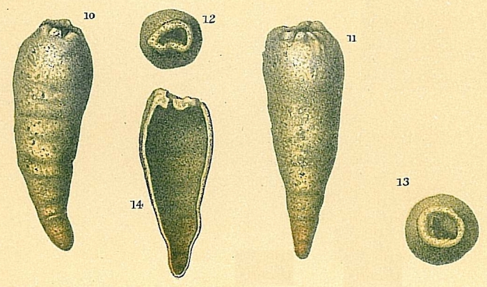 Hippocrepina indivisa Hippocrepina indivisa