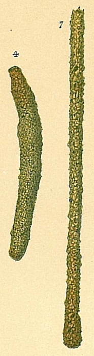 Hyperammina cylindrica