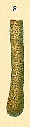 Hyperammina elongata Hyperammina elongata