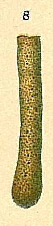 Hyperammina elongata