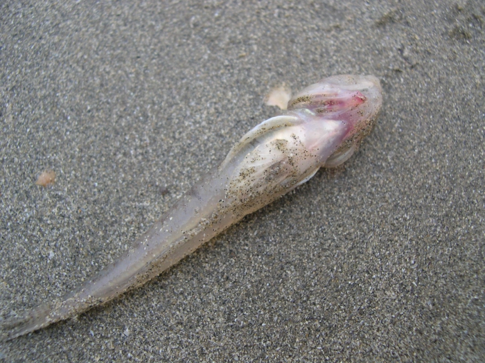 Pomatoschistus lozanoi (de Buen, 1923) Pomatoschistus lozanoi (de Buen, 1923)