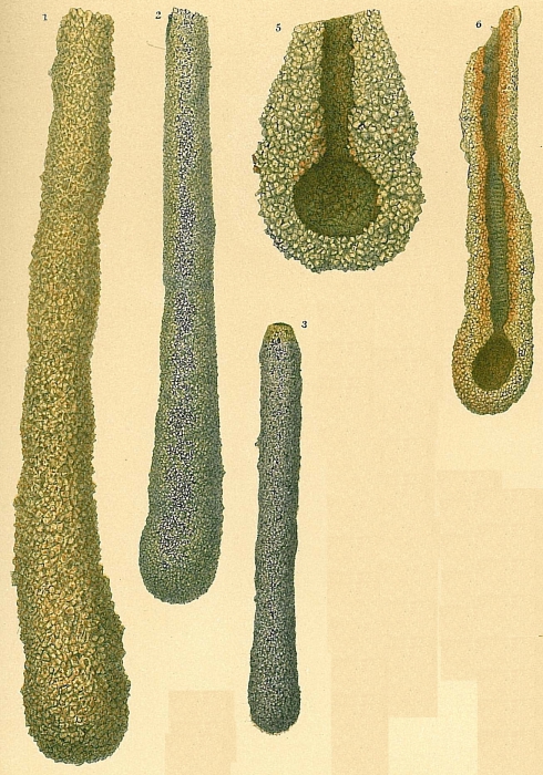 Hyperammina friabilis Hyperammina friabilis
