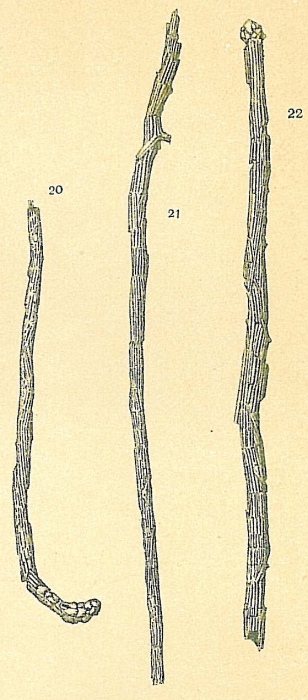 Marsipella cylindrica Marsipella cylindrica