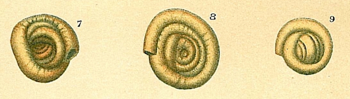 Ammodiscus gordialis