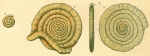 Ammodiscus tenuis