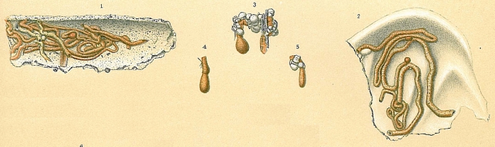 Tolypammina vagans Tolypammina vagans